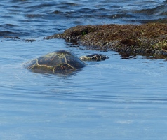 Sea turtle